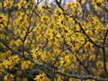  chinese witch hazel